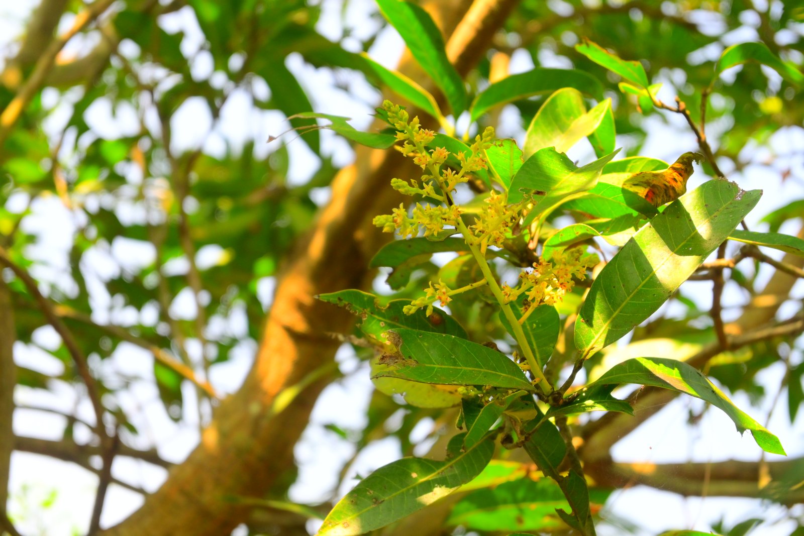 Indian Farmer in field
